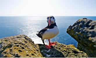 Moray Coast, Puffins and Whisky